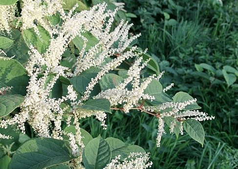Japanese-Knotweed-001